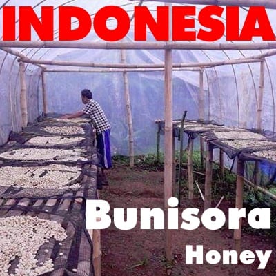 Indonesia Bunisora Honey (green)