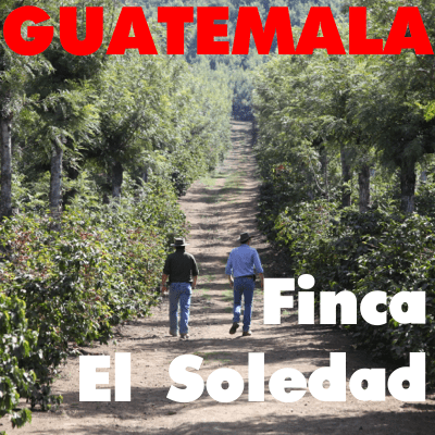 Guatemala El Soledad 2015 (green)