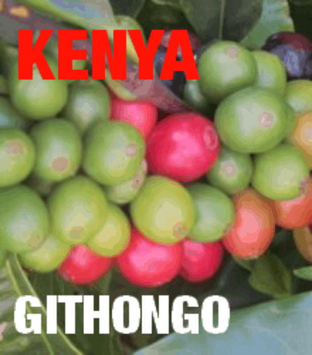 Kenya Kiambu Githongo AB Washed 2016 (green)-0