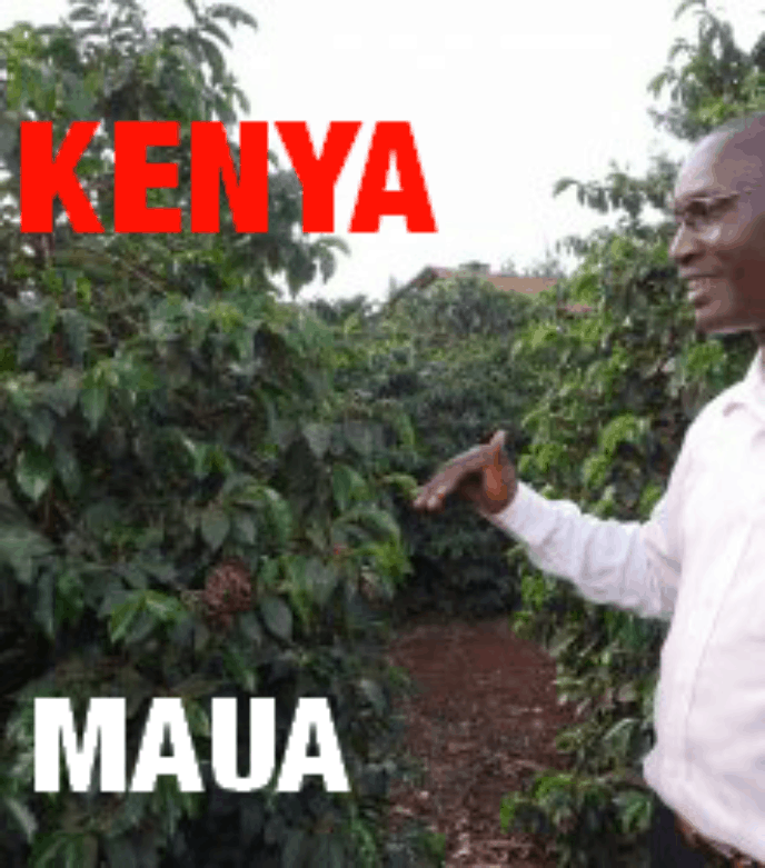 Kenya Kirinyaga + Kiambu Maua (green)-0