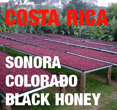 Costa Rica Sonora Colorado Black Honey (green)-0