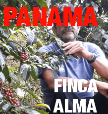 Panama Auromar Finca Alma (green)-0