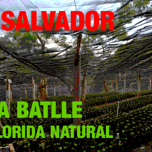 El Salvador Aida Batlle La Florida Natural (green)-0