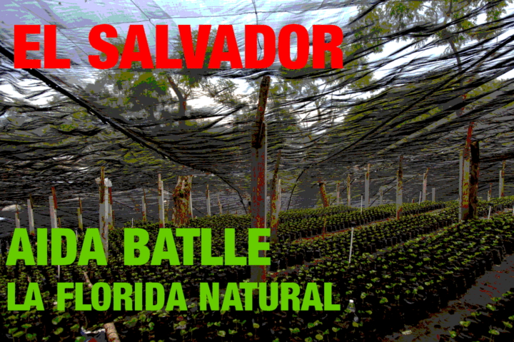 El Salvador Aida Batlle La Florida Natural (green)-0