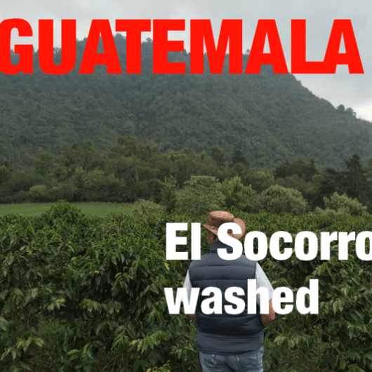 Guatemala Finca El Socorro (green)-0