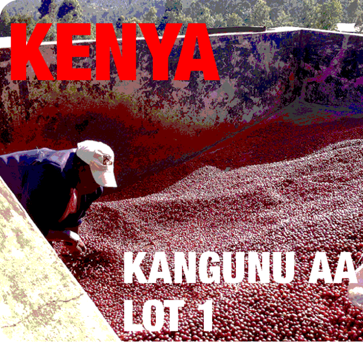 Kenya Kangunu AA Lot 1 (green)-0