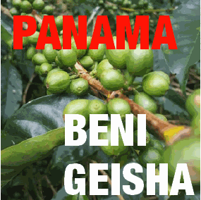 Panama Hartmann Beni Geisha - Washed (green)-0