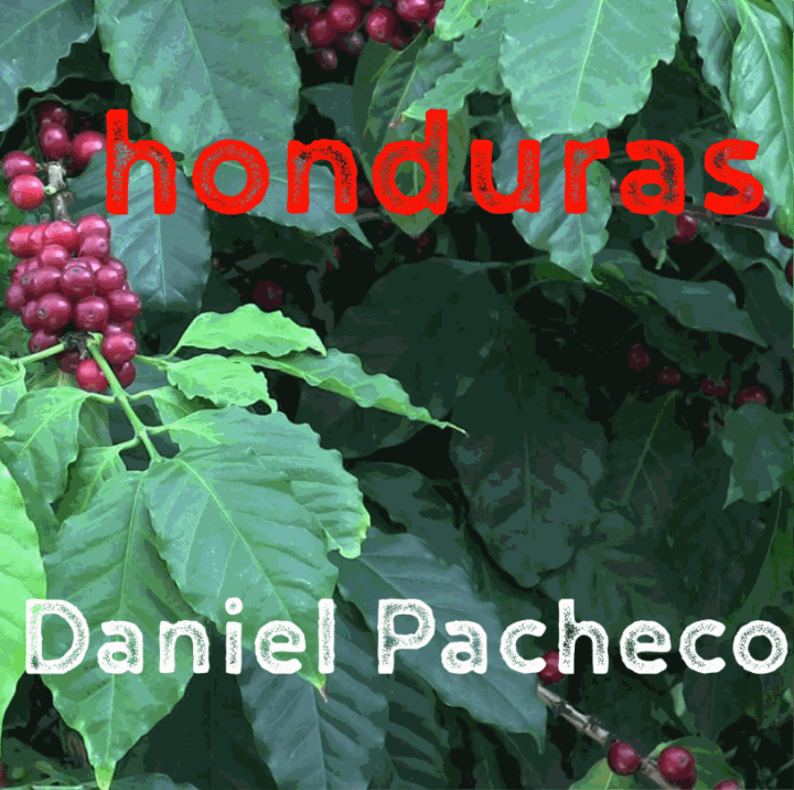 Honduras Daniel Pacheco (green)-0