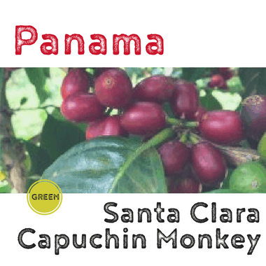 Panama Santa Clara Capuchin Monkey Washed (green)-0