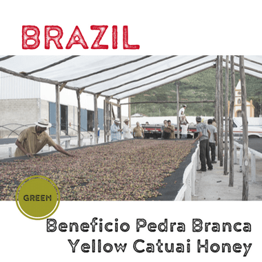BRAZIL Beneficio Pedra Branca Yellow Catuai Honey (green)-0