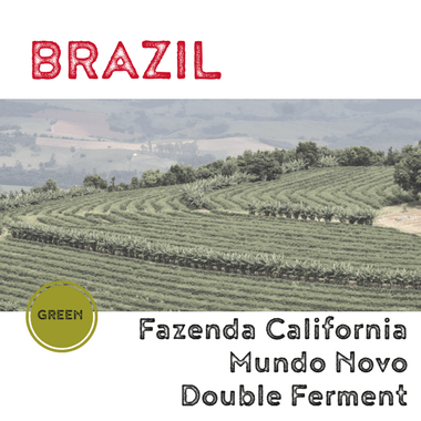 BRAZIL California Mundo Novo Double Ferment (green)-0