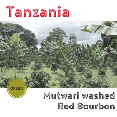 Tanzania Mutwari AB Washed (green)-0