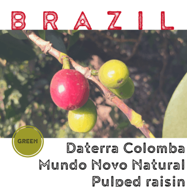 Brazil Daterra Colomba Mundo Novo Natural Pulped Raisin (green)-0