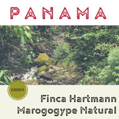 Panama Hartmann Maragogype Natural (green)-0