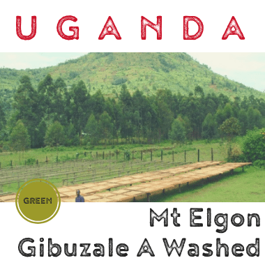 UGANDA Mt Elgon Gibuzale A washed (green)-0