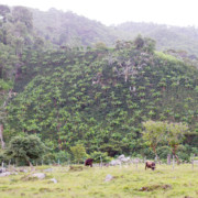 Honduras El Danto Parainema Anaerobic Washed (Green) - Image 3
