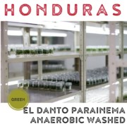 Honduras El Danto Parainema Anaerobic Washed (Green)